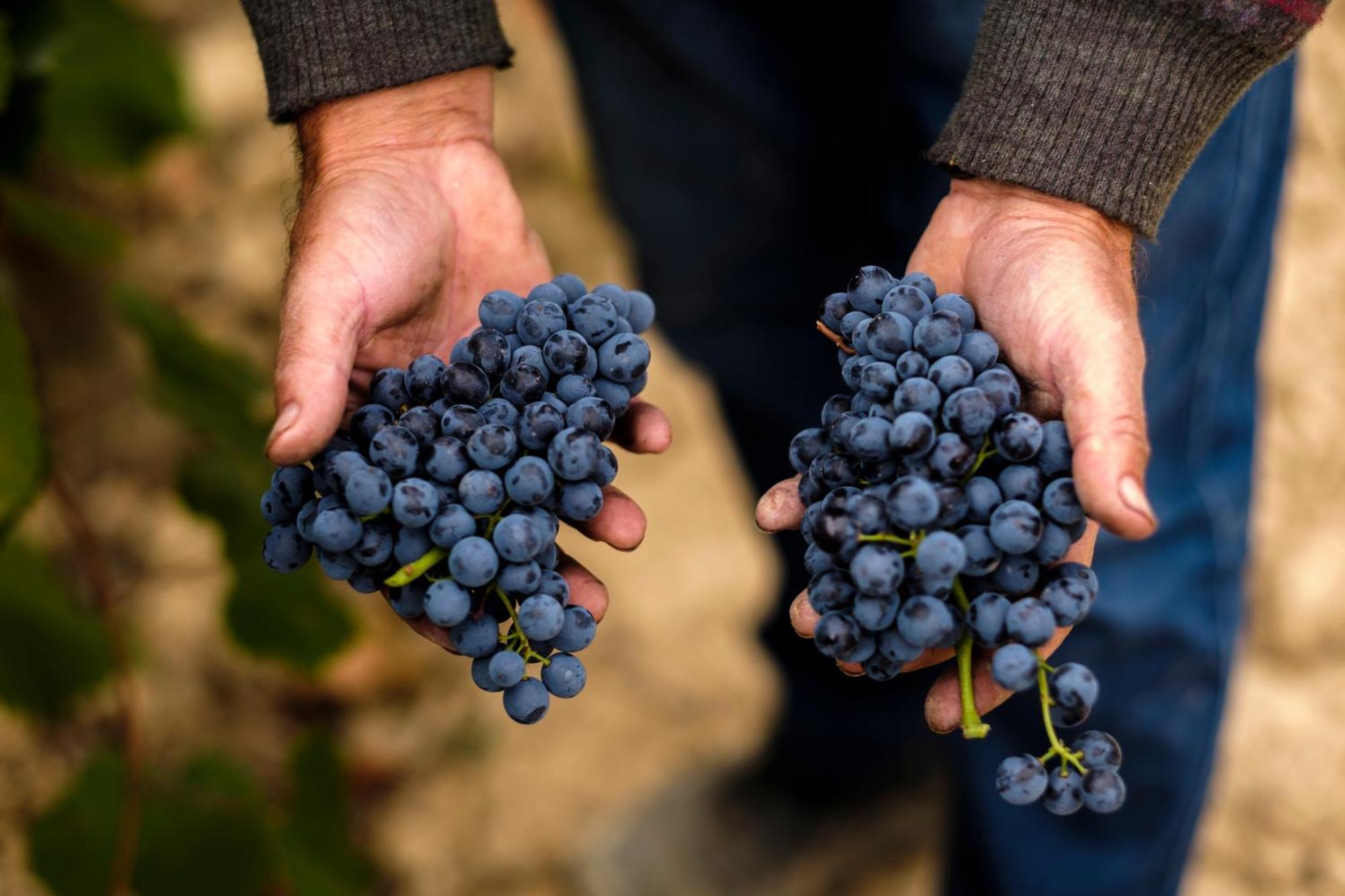 Enoturismo Celler Pinol Διαμέρισμα Batea Εξωτερικό φωτογραφία