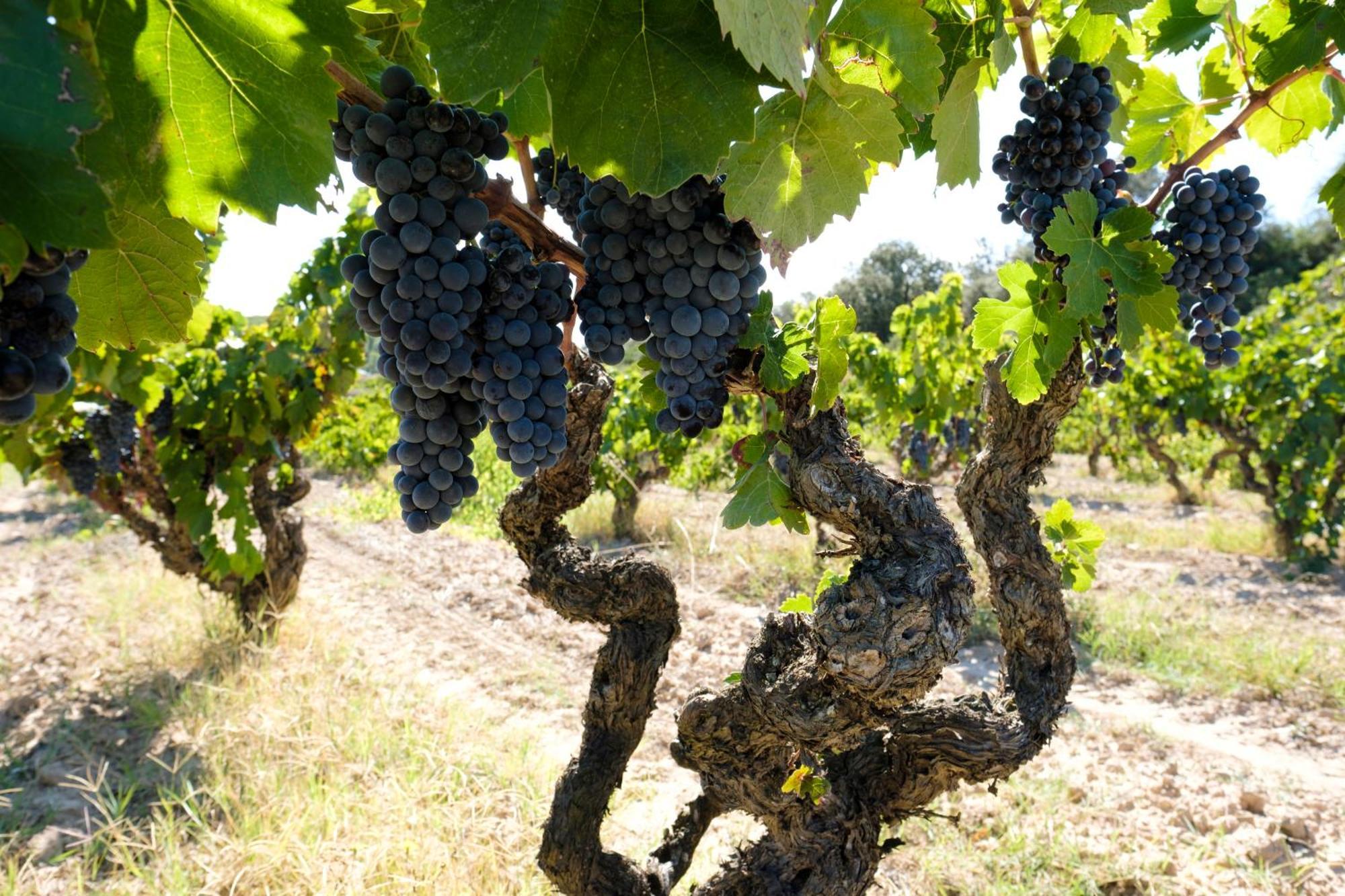Enoturismo Celler Pinol Διαμέρισμα Batea Εξωτερικό φωτογραφία
