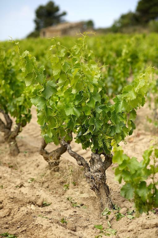 Enoturismo Celler Pinol Διαμέρισμα Batea Εξωτερικό φωτογραφία